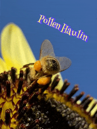 McGeesMead pollen haulin GIF