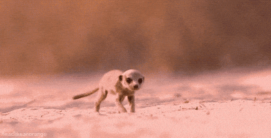 Super Smart Animals Meerkat GIF