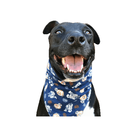 Happy Dog Sticker by Geekster Pets