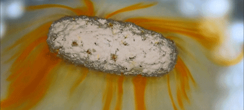 pills GIF