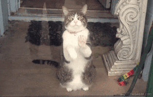 Video gif. Determined tabby cat slowly paws at a window as he stares us down as if to say, “Let me out.”