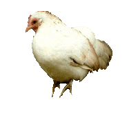 Chicken Sticker