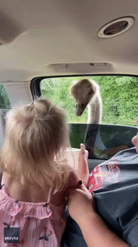 Little Girl Tries to Hug Ostrich at Tennessee Safari Park