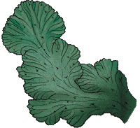 Plant Garden Sticker