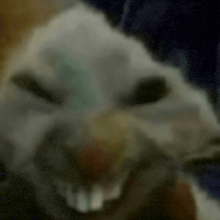 Cat Smile GIF