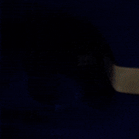 College Football Go Cougs GIF by BYU Cougars