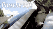 dog squee GIF