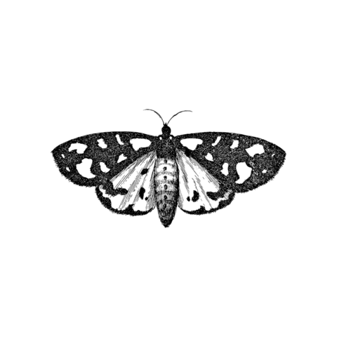 TheWildCuriosity halloween nature black and white drawing Sticker