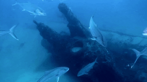 GIF by National Geographic Channel