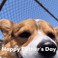 Dog Corgi GIF