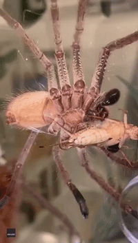 Golden Huntsman Spider Wraps Body Around Prey