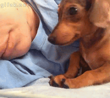 Video gif. A sleepy dachshund cuddles up sweetly against his owner’s chest.