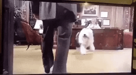 Welcome Home Dogs GIF by hamlet