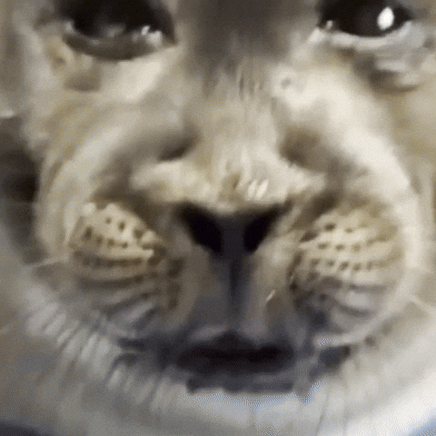 Tongue Seal GIF