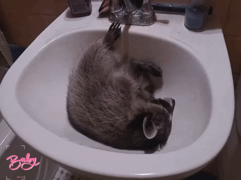 cambaby2 giphygifmaker giphyattribution racoon GIF