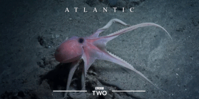 sea creature ocean GIF by BBC