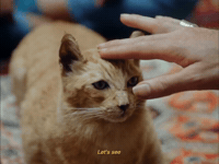 I Miss You Cat GIF by Peach Pit