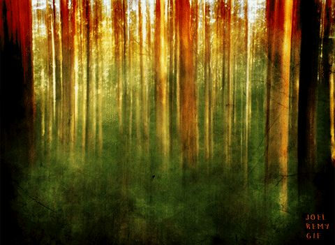 forest trees GIF by joelremygif