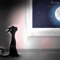 Full Moon Cats GIF