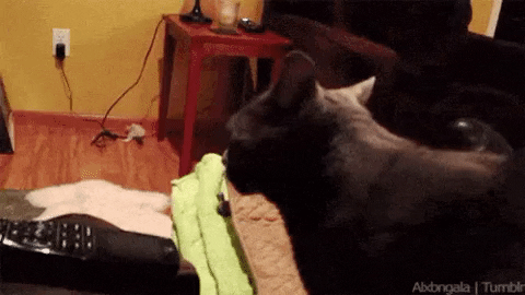 cat wtf GIF