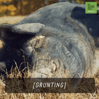 Happy Sleep GIF by 60 Second Docs