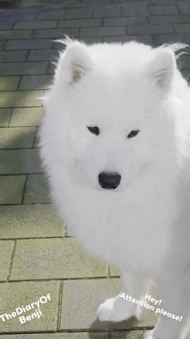 Benji Samoyed GIF