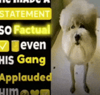 Statement GIF