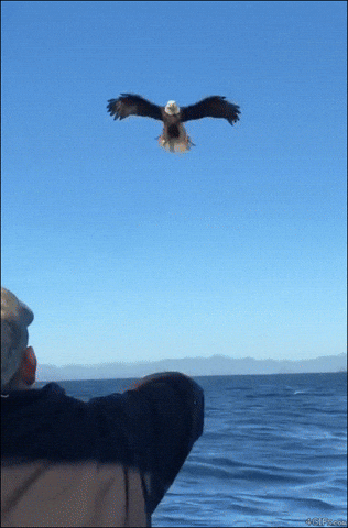 DailyDoseOfAwesome giphyupload GIF