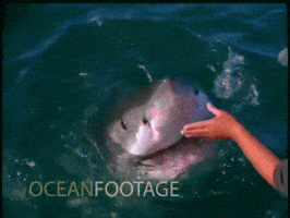 shark GIF