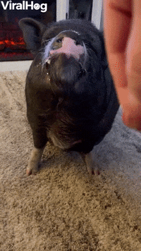 GIF by ViralHog