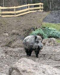 Umzug GIF by Natur- und Tierpark Goldau