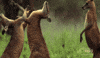 National Geographic Fighting GIF by Nat Geo Wild