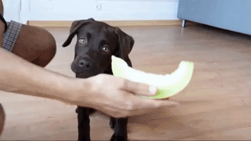 Labrador Puppy Loves Chewing on a Melon