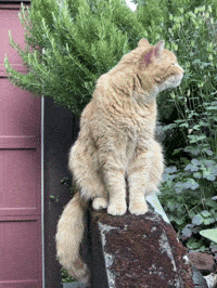 Cat Portland GIF by EDGARDUDE