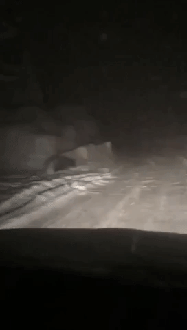 Bear Spotted on the Prowl During Sierras Snowstorm