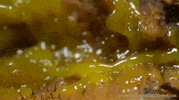 slime molds video GIF by KQEDScience