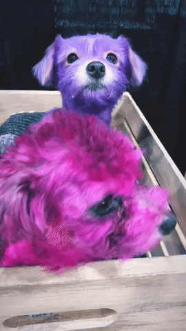 larayia puppy unicorn pink dog purple dog GIF