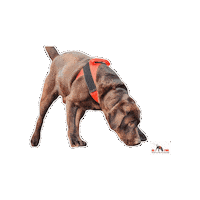 Dog Labrador Sticker by GO FIND Suchhunde