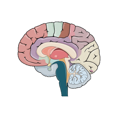 revmed study medicine neuro brian Sticker