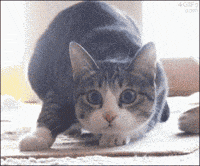 Video gif. Gray and white cat crouches on its front paws shaking its butt like it's ready to pounce with a wide-eyed focused expression. Suddenly the scene changes to a young Shaquille O'Neill pursing his lips and giving us a silly, seductive look as he shakes his shoulders like the cat. 