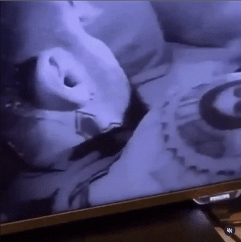 elzaparini giphyupload GIF