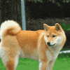 dog GIF