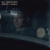 allcreaturestv animals driving stare watching GIF