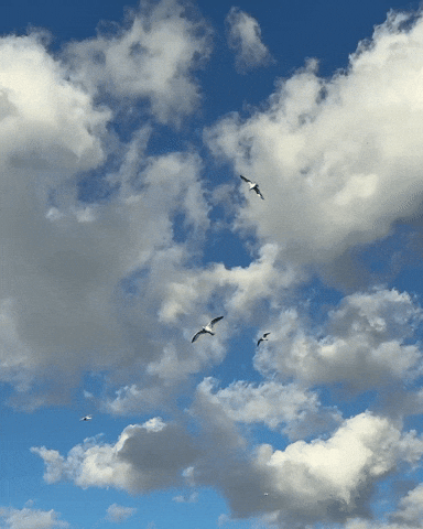 Sky Flying GIF by Respective