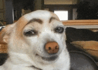 facebook gif pin the GIF by Leroy Patterson