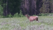wyoming GIF