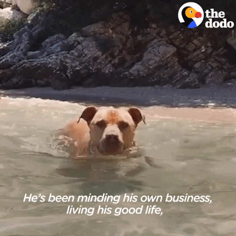 Dog Swimming GIF by The Dodo