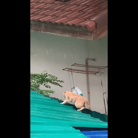 cuteanimalland giphyupload GIF