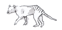 Tasmanian Devil Australia Sticker