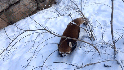 red panda GIF by Digg